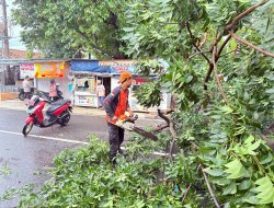 BPBD Bandar Lampung Gerak Cepat Evakuasi Pohon Tumbang di Panglima Polim, Warga Diimbau Waspada Cuaca Ekstrem