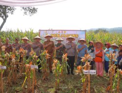 Dukung Ketahanan Pangan Nasional, Polresta Bandar Lampung Panen Jagung