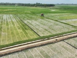 Bupati Egi Bikin Terobosan! Kawasan 1.019 Hektare di Trimomukti Disulap Jadi Zona Pertanian Super Canggih