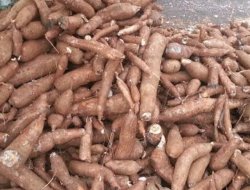 Permintaan Tapioka Dunia Anjlok, Tren Harga Singkong Nasional Akan Terus Turun, Petani Diminta Bersiap