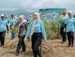 Wagub Lampung Jihan Nurlela Tanam 25.000 Mangrove di Marines Ecopark, Piabung, Pesawaran: Tegaskan Komitmen Lindungi Pesisir dari Ancaman Abrasi