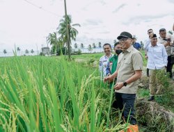 Wujudkan Kedaulatan Pupuk, Gubernur Mirza Tinjau Produksi Poc Dan Fasilitas Pascapanen Di Tanggamus