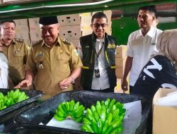 Ekspor Perdana Pisang Mas dan Manggis, Bukti Komoditas Tanggamus Tembus Pasar Global