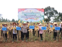 Kapolda Lampung Pimpin Panen Jagung, Produksi Kuartal IV Tembus 86 Ribu Ton