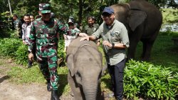 Pemprov Lampung Siapkan Solusi Permanen Atasi Konflik Gajah dan Warga di Way Kambas