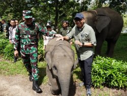 Pemprov Lampung Siapkan Solusi Permanen Atasi Konflik Gajah dan Warga di Way Kambas