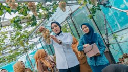 Ketua TP PKK Lampung Panen Anggur dan Melon, Pekarangan Rumah Dinilai Punya Nilai Ekonomi