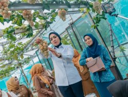 Ketua TP PKK Lampung Panen Anggur dan Melon, Pekarangan Rumah Dinilai Punya Nilai Ekonomi