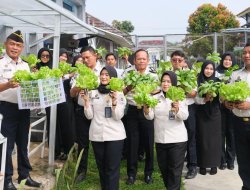 Panen Sayuran Hidroponik, Lapas Narkotika Bandar Lampung Perkuat Ketahanan Pangan dan Pembinaan Warga Binaan