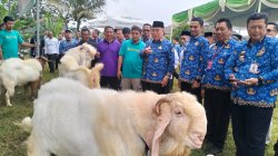 Bazar Hewan Qurban Tanggamus 2026 Dibuka, Bupati Borong 10 Kambing dari Peternak Lokal