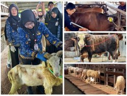 Penjualan Sapi Kurban Lampung 2026 Naik 40,15 Persen, Domba Melonjak 121,76 Persen