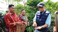 PHC Ubah Wajah Perkebunan Kopi Lampung, Gubernur Mirza Dorong Produktivitas Kopi Meningkat