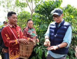 PHC Ubah Wajah Perkebunan Kopi Lampung, Gubernur Mirza Dorong Produktivitas Kopi Meningkat