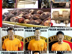 Curi 280 Tandan Buah Sawit di PT. BNCW, Enam Pria Diamankan Polsek Negara Batin