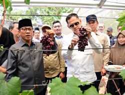 Kebun Anggur BUMDes Merak Batin Curi Perhatian Mendes PDT, Harapan Baru Ekonomi Warga Mulai Berbuah