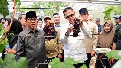 Kebun Anggur BUMDes Merak Batin Curi Perhatian Mendes PDT, Harapan Baru Ekonomi Warga Mulai Berbuah
