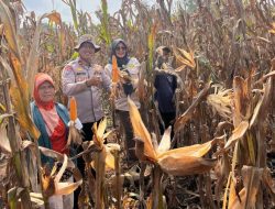 Dukung Program Ketahanan Pangan Nasional, Polsek Negara Batin Gelar Panen Jagung Bersama Kelompok Tani